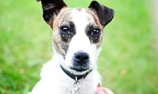 Brendy do adopcji, śląskie Częstochowa
