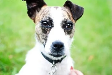 Brendy do adopcji,  śląskie Częstochowa