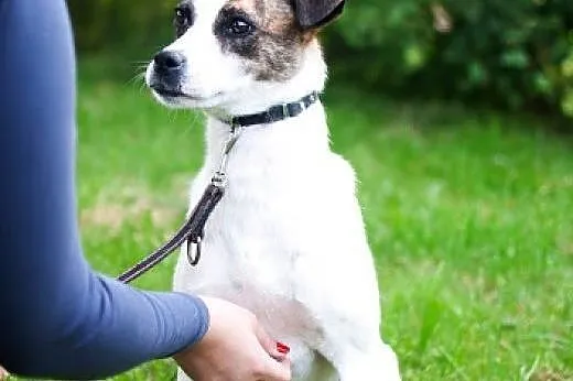 Brendy do adopcji,  śląskie Częstochowa