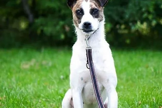 Brendy do adopcji,  śląskie Częstochowa