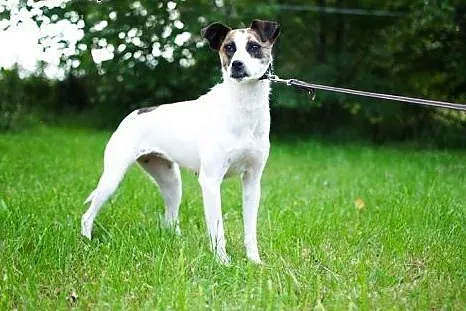Brendy do adopcji,  śląskie Częstochowa
