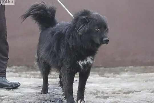 Stefek duży, piękny, towarzyski piesek szuka dobrego domku, Łódzkie, Łódź