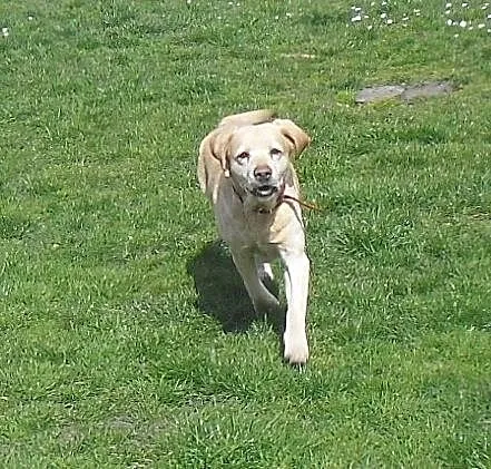 Campari biszkoptowa labradorka do adopcji