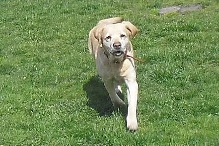 Campari biszkoptowa labradorka do adopcji