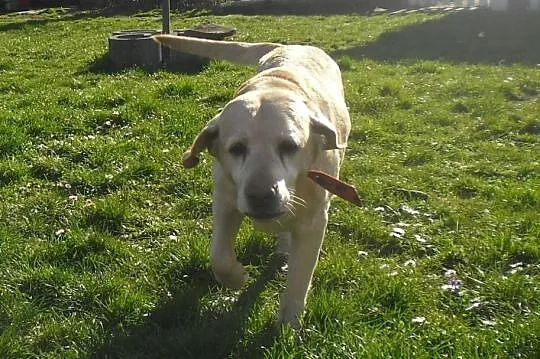 Campari biszkoptowa labradorka do adopcji
