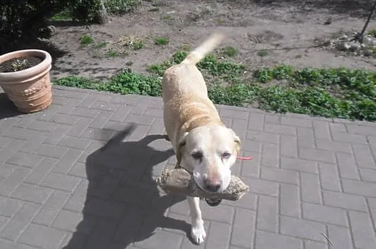 Campari biszkoptowa labradorka do adopcji
