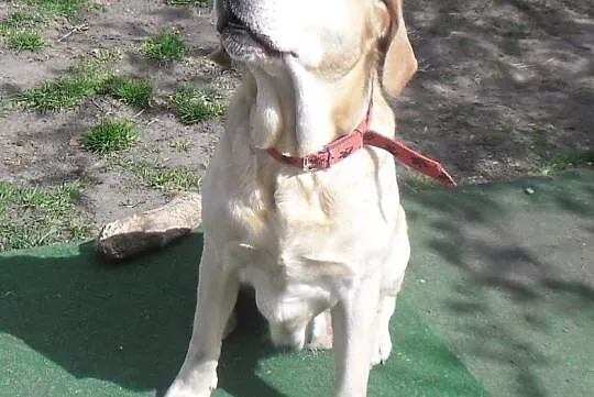 Campari biszkoptowa labradorka do adopcji