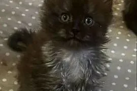 Maine coon dymny