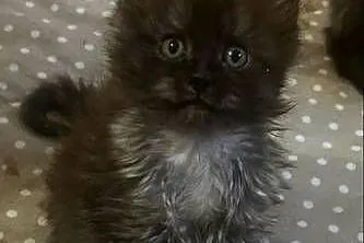 Maine coon dymny