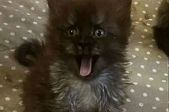 Maine coon dymny, Kujawsko-pomorskie, Grudziądz