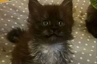 Maine coon dymny, Kujawsko-pomorskie, Grudziądz