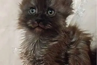 Maine coon dymny, Kujawsko-pomorskie, Grudziądz