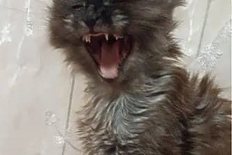 Maine coon dymny, Kujawsko-pomorskie, Grudziądz