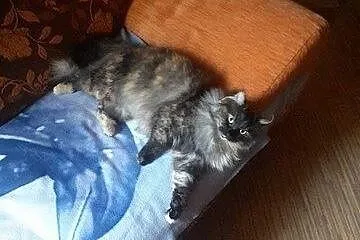 Franka kocia księżniczka szuka kochającego domu!  ,  wielkopolskie Poznań