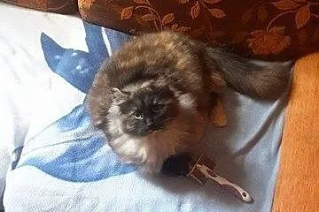 Franka kocia księżniczka szuka kochającego domu!  