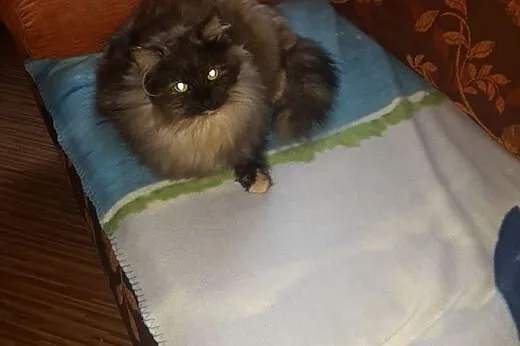 Franka kocia księżniczka szuka kochającego domu!  