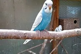 Sprzedam faliste