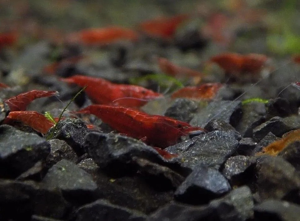 Krewetki Neocaridina Red Cherry, Podlaskie, Suwałki
