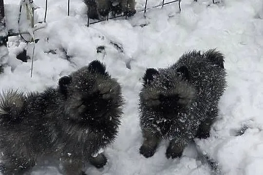 Szpic wilczy szczeniaki suczki i psy, Podkarpackie, Brzeziny