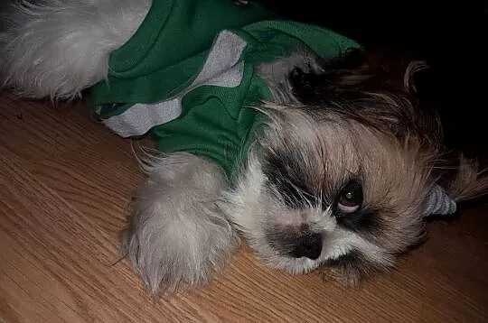 Shih tzu szczeniak suczka