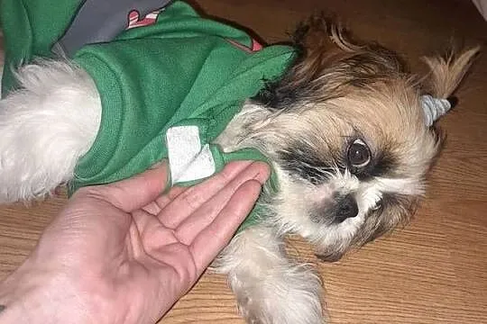 Shih tzu szczeniak suczka, Śląskie, Częstochowa