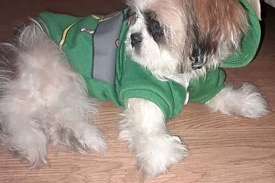 Shih tzu szczeniak suczka, Śląskie, Częstochowa