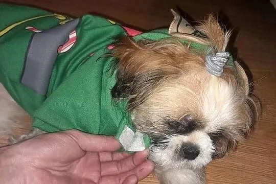 Shih tzu szczeniak suczka, Śląskie, Częstochowa