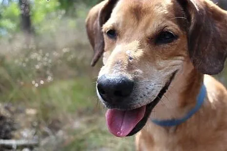 Rysiek - starszak do adopcji , dolnośląskie Dzierżoniów