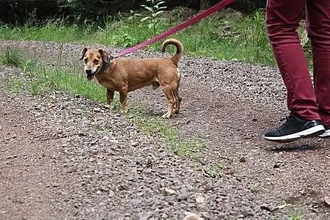 Rysiek - starszak do adopcji ,  dolnośląskie Dzier