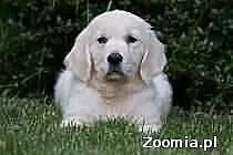Golden retriver da zarmo