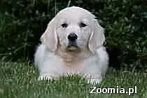 Golden retriver da zarmo