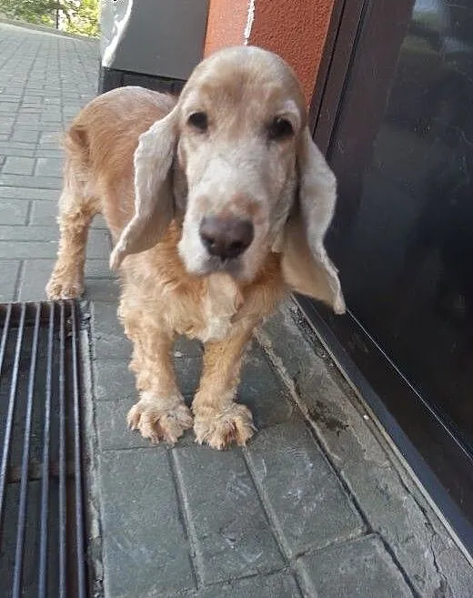 Pilnie poszukuję nowego domu dla poczciwej suni,