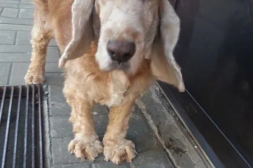 Pilnie poszukuję nowego domu dla poczciwej suni, Cocker spaniel cała Polska