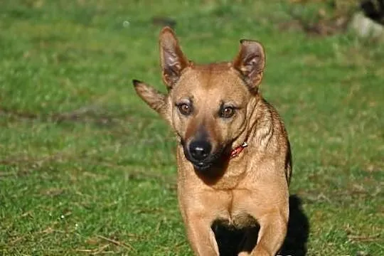 Ika - mała, wesoła suczka. Adopcja!