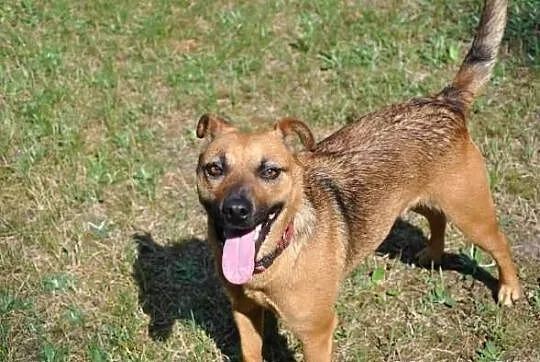 Ika - mała, wesoła suczka. Adopcja!
