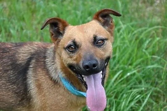 Ika - mała, wesoła suczka. Adopcja!
