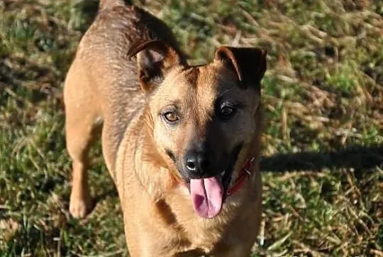 Ika - mała, wesoła suczka. Adopcja!