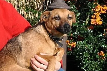 Ika - mała, wesoła suczka. Adopcja!