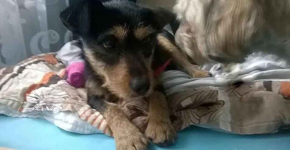 Morusek bardzo grzeczny i ułożony czeka na Ciebie: