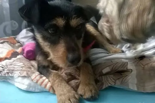 Morusek bardzo grzeczny i ułożony czeka na Ciebie:)