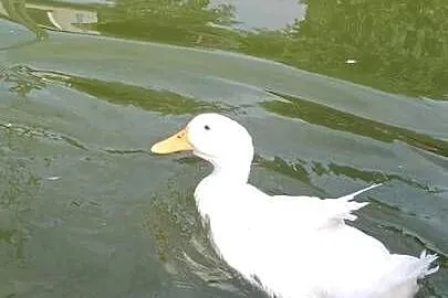 Kaczki pekińskie, Łódzkie, Byszewy