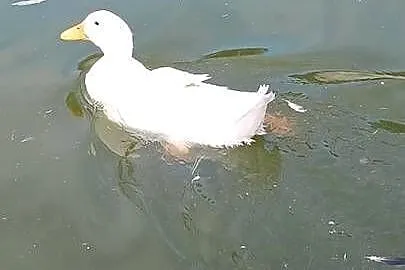 Kaczki pekińskie, Łódzkie, Byszewy