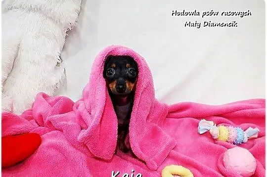 Pinczer miniaturowy (Ratlerek) Suczka KAJA z Rodowodem i Wyprawką
