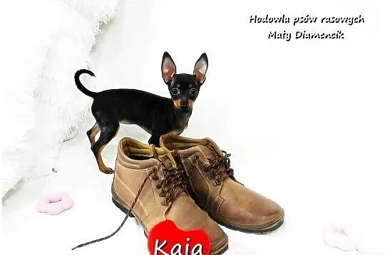 Pinczer miniaturowy (Ratlerek) Suczka KAJA z Rodowodem i Wyprawką, Lubuskie, Żary
