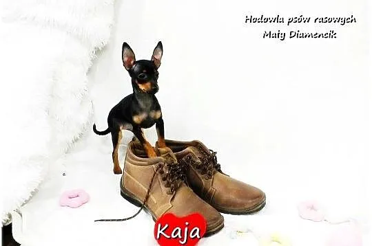 Pinczer miniaturowy (Ratlerek) Suczka KAJA z Rodowodem i Wyprawką, Lubuskie, Żary