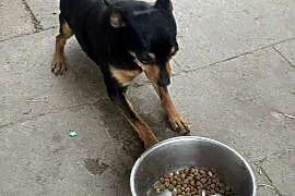 Ratlerek suczka 1,5 roku