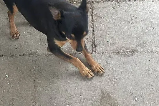 Ratlerek suczka 1,5 roku, Mazowieckie, Radom