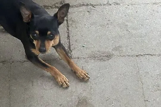 Ratlerek suczka 1,5 roku, Mazowieckie, Radom