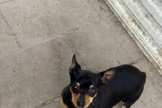 Ratlerek suczka 1,5 roku, Mazowieckie, Radom