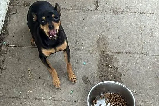 Ratlerek suczka 1,5 roku, Mazowieckie, Radom